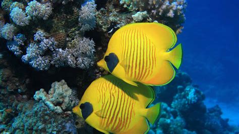 fish r|Fish.